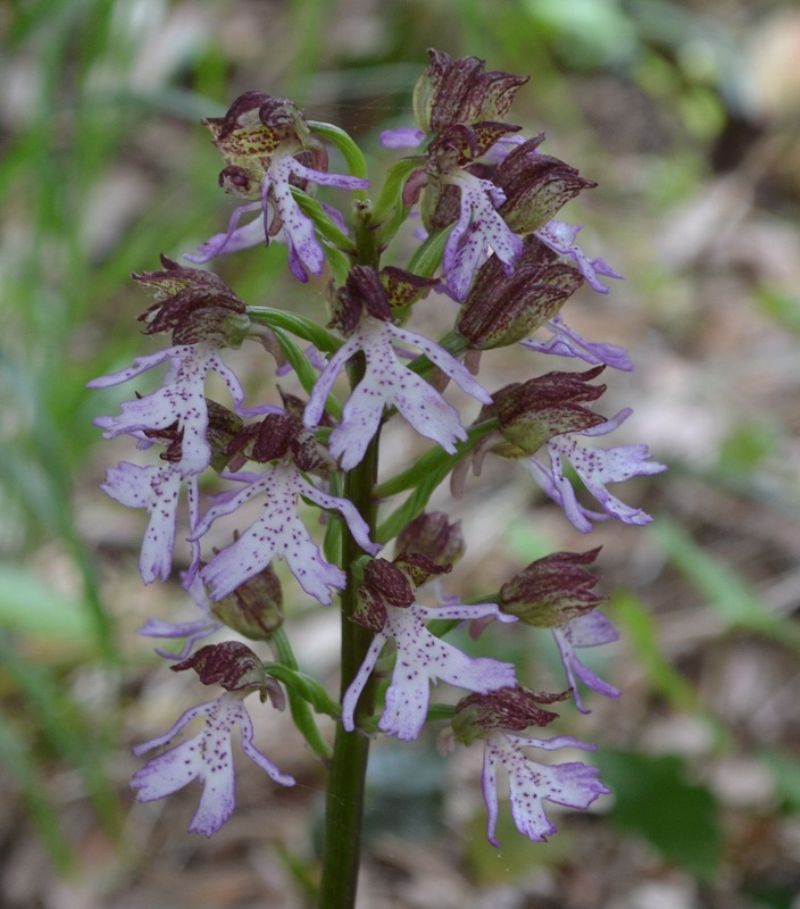 Bibbona (LI) - Orchis purpurea